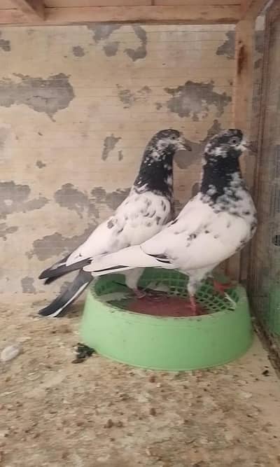 ch sb wala 41 pair
