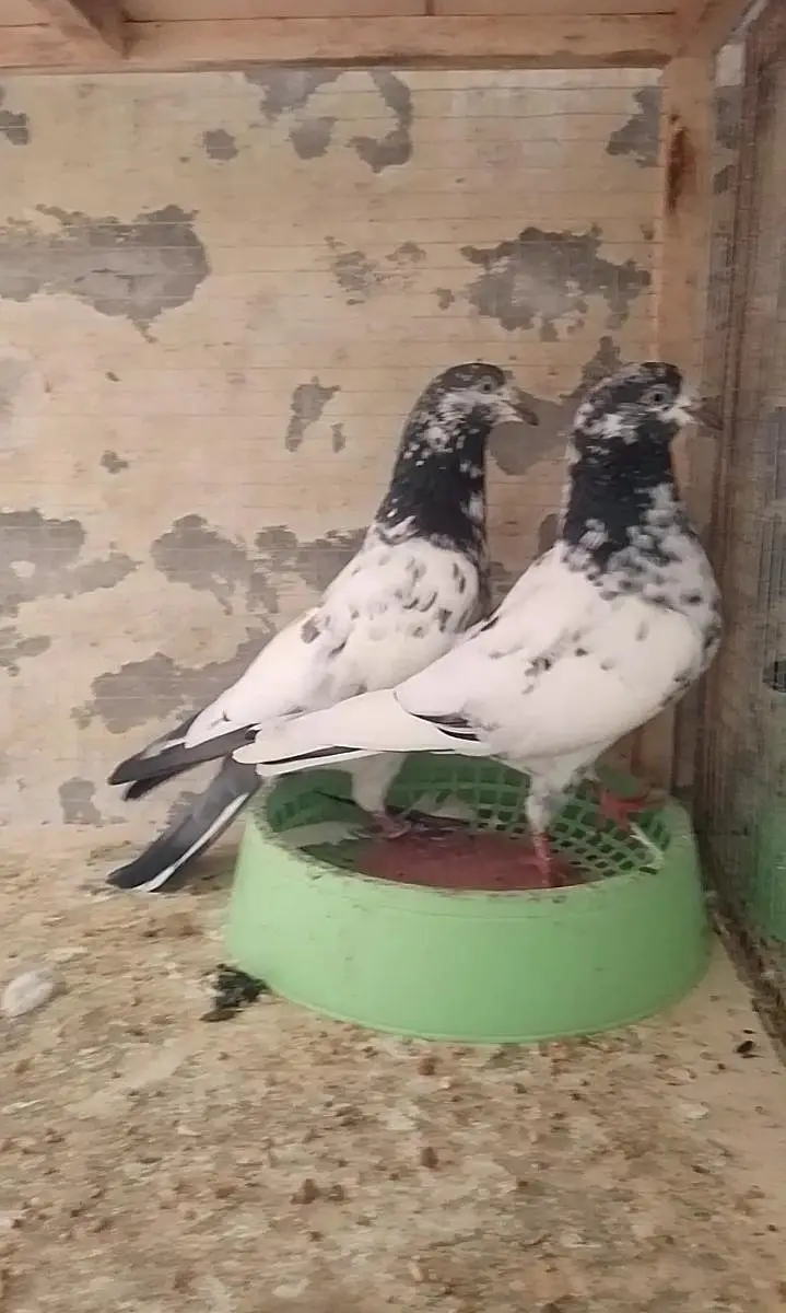 ch sb wala 41 pair