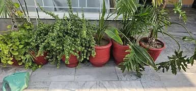 Indoor and outdoor mix plants