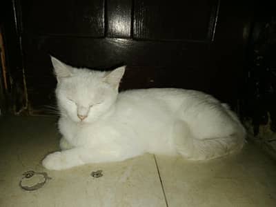 Female persian odd eye's cat