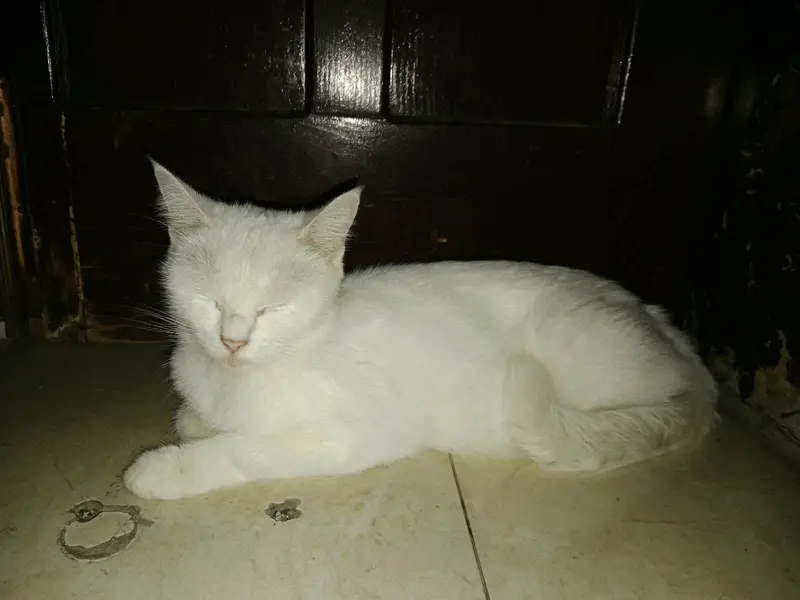 Female persian odd eye's cat — photo 2