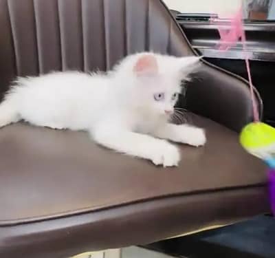person cat for sale