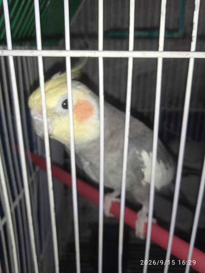 Cocktail With Cage