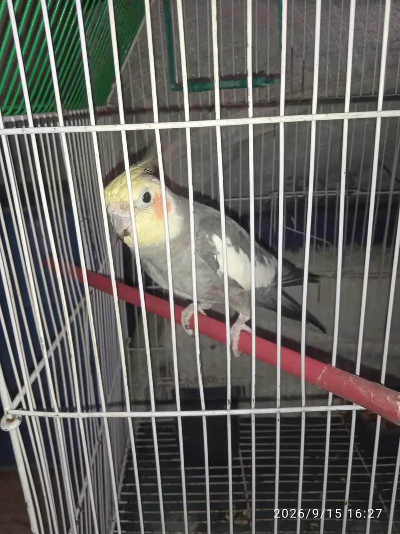 Cocktail With Cage — photo 2