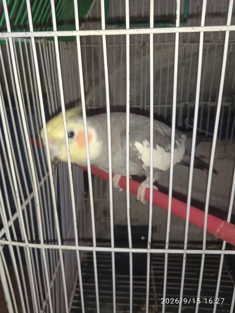 Cocktail With Cage — photo 3