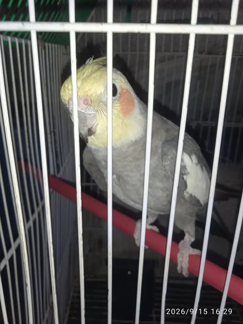 Cocktail With Cage — photo 4