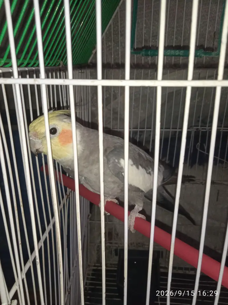 Cocktail With Cage — photo 5