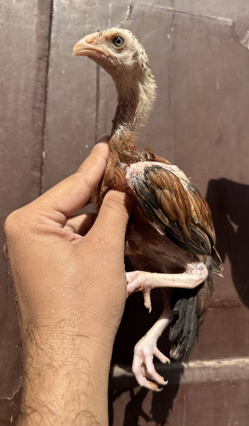 Chicks 1