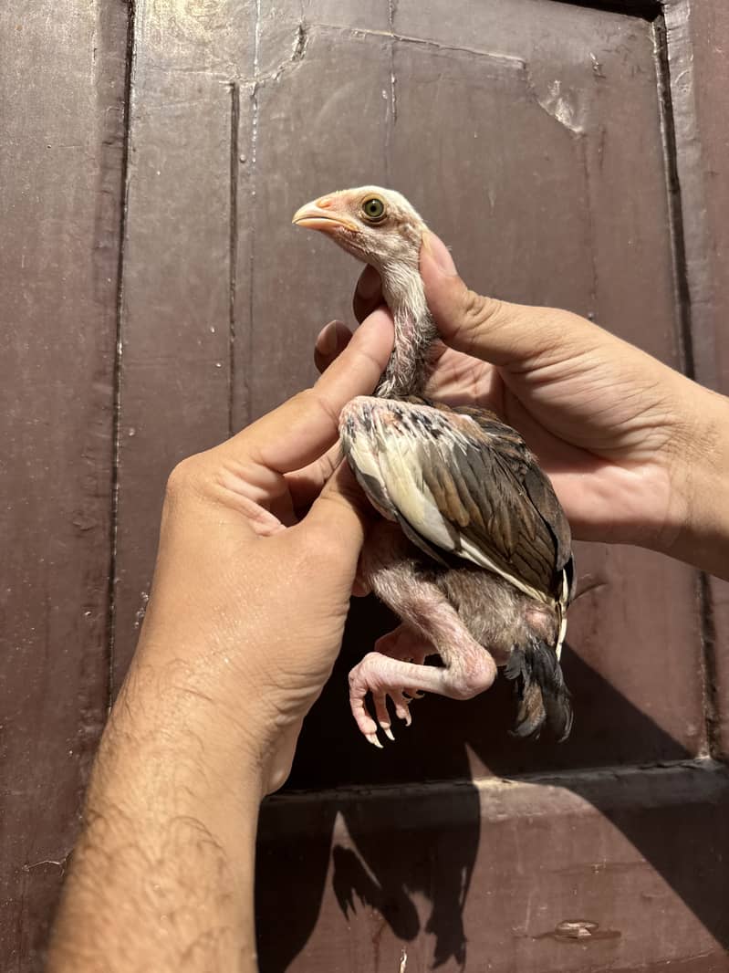 Chicks 2