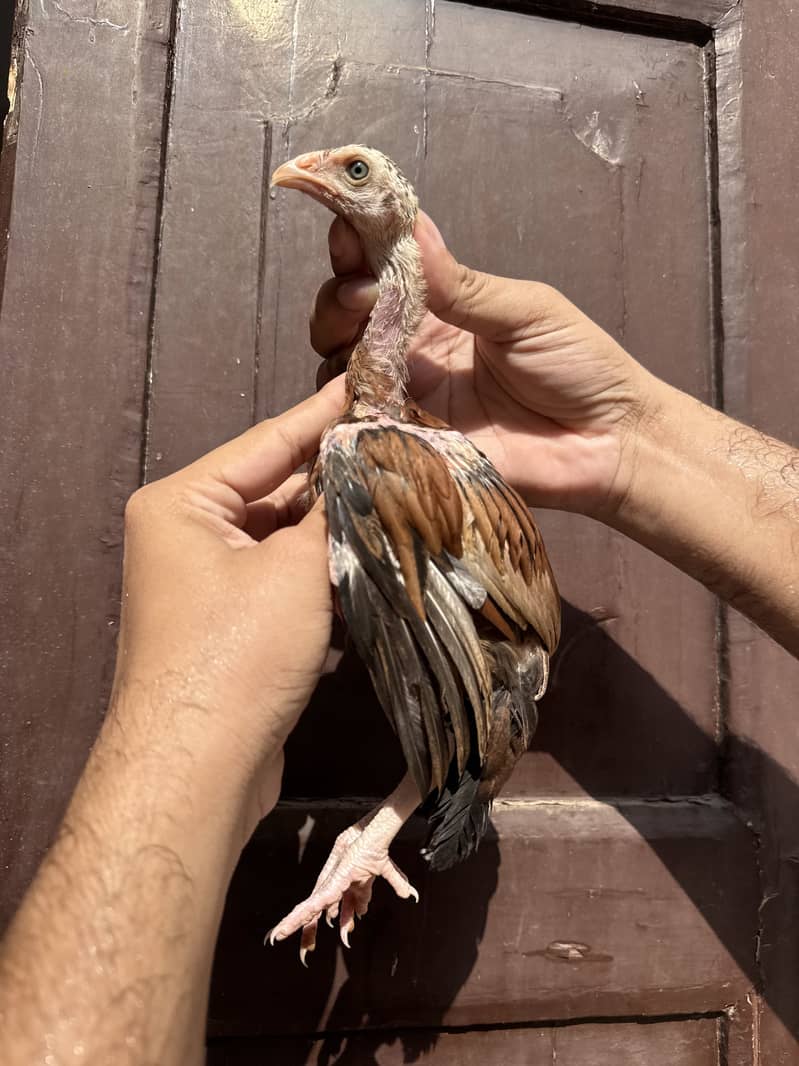 Chicks 3
