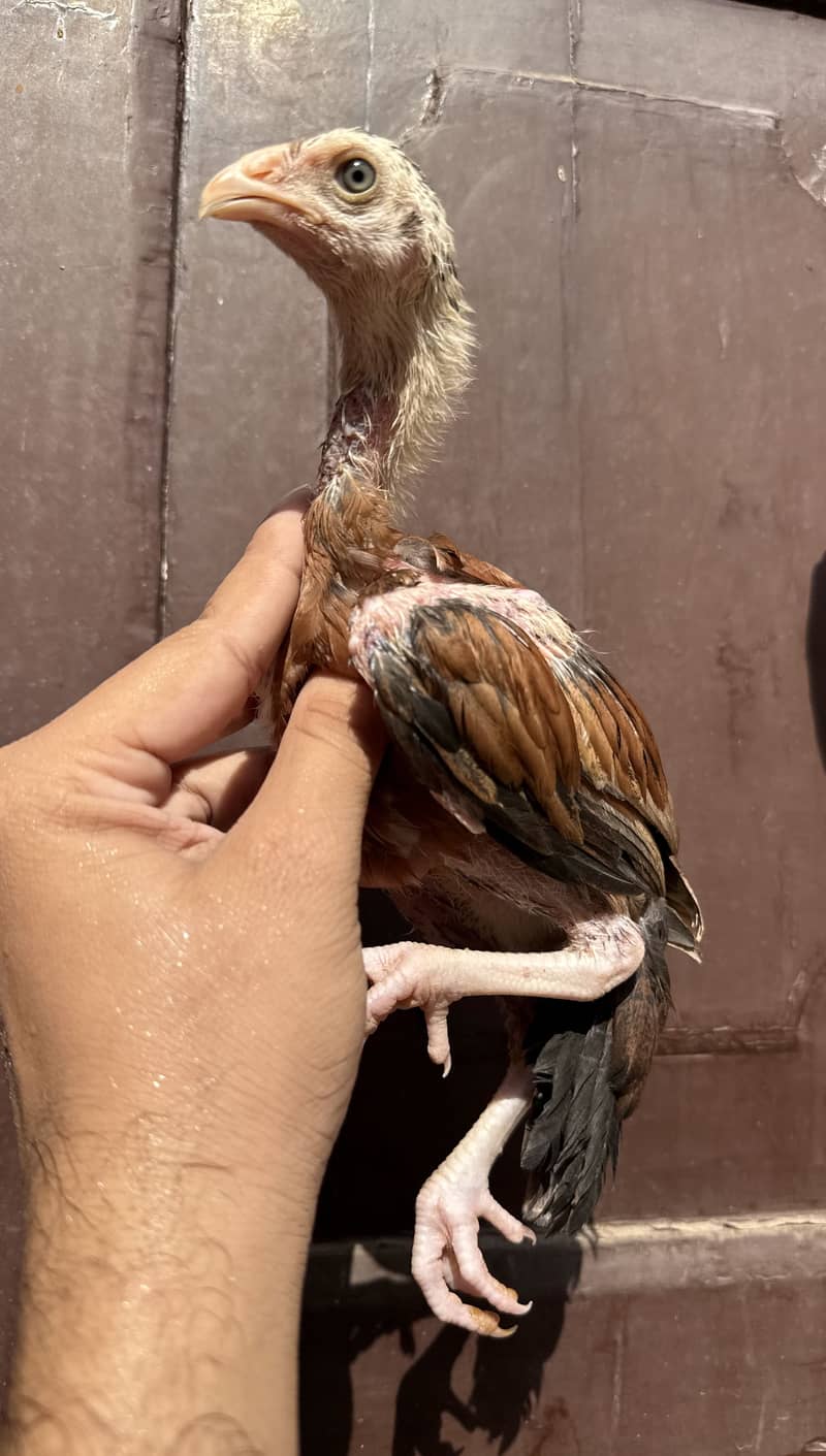 Chicks 4