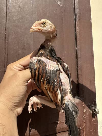 Chicks