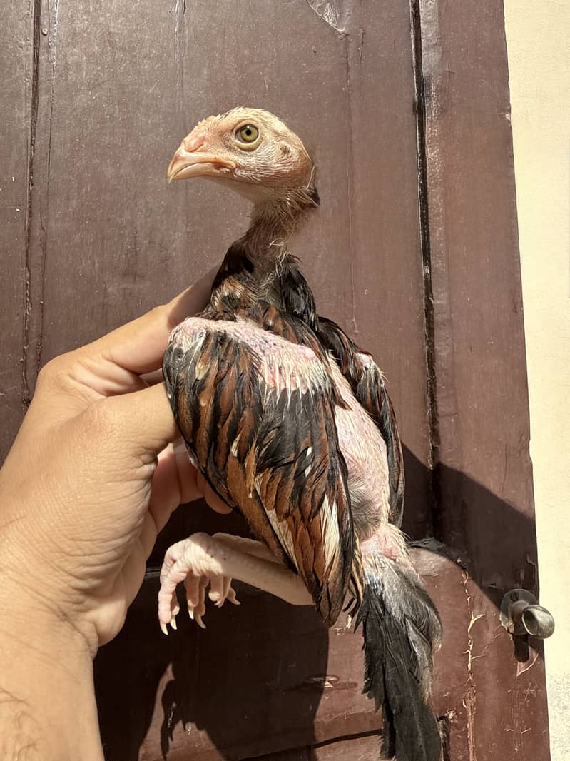 Chicks 0