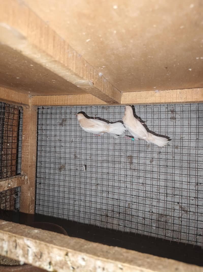 brooder 7