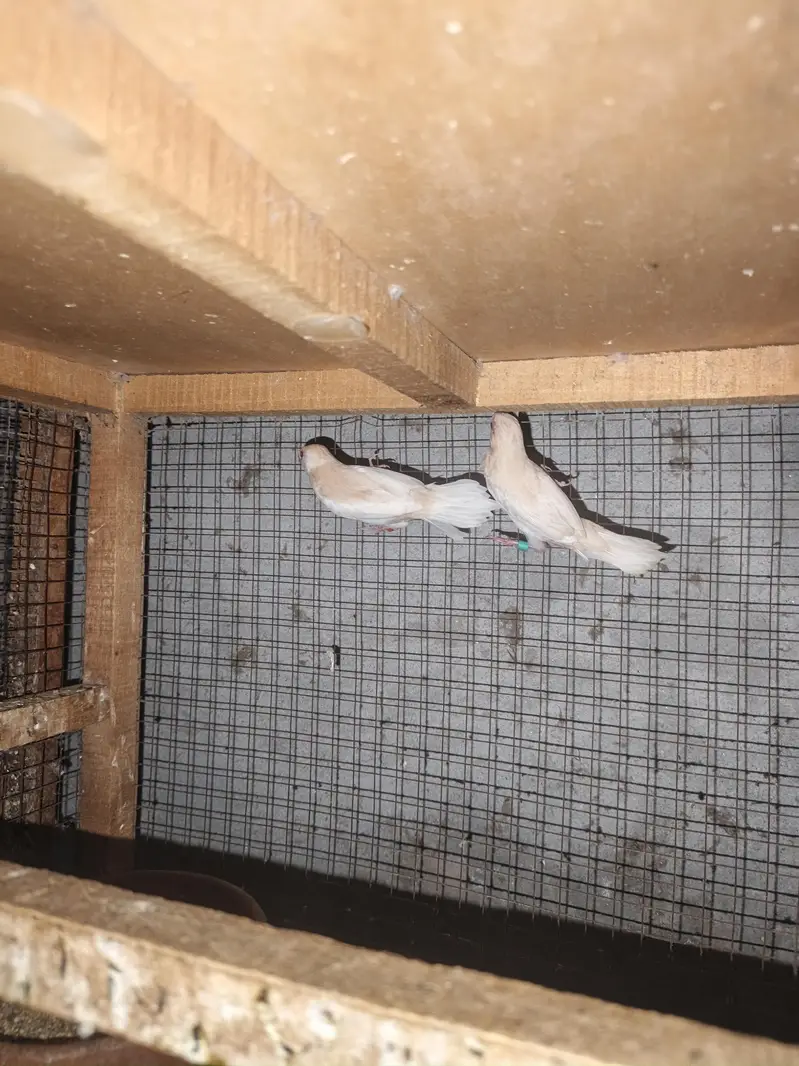 brooder — photo 8