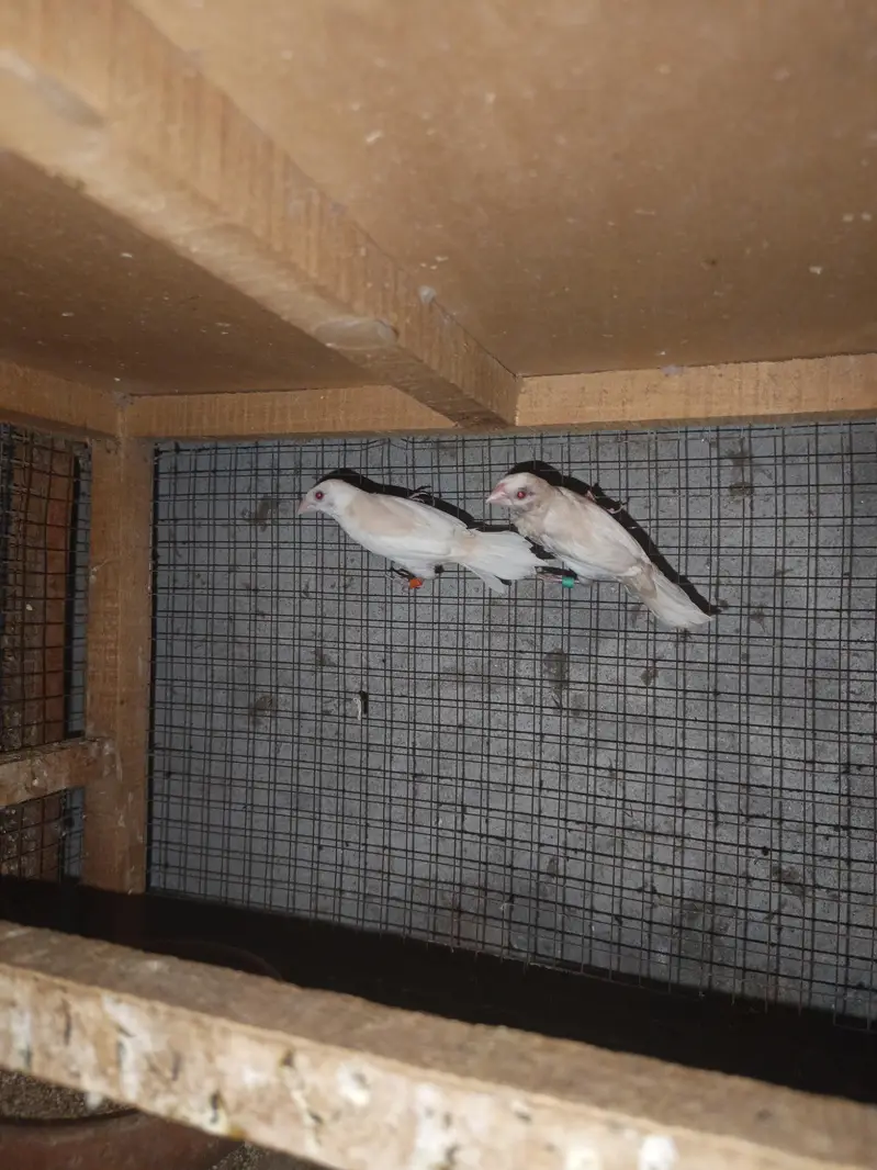 brooder — photo 9