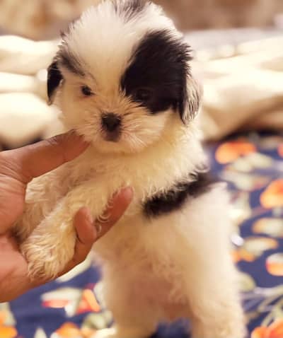 SHITZU PUPPIES DOG FOR SALE | PURE FLUFFY & HEALTHY