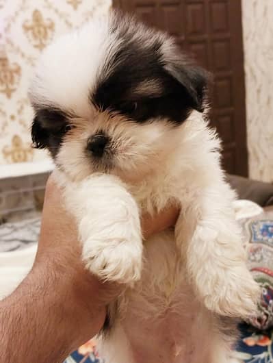 SHITZU PUPPIES DOG FOR SALE | PURE FLUFFY & HEALTHY