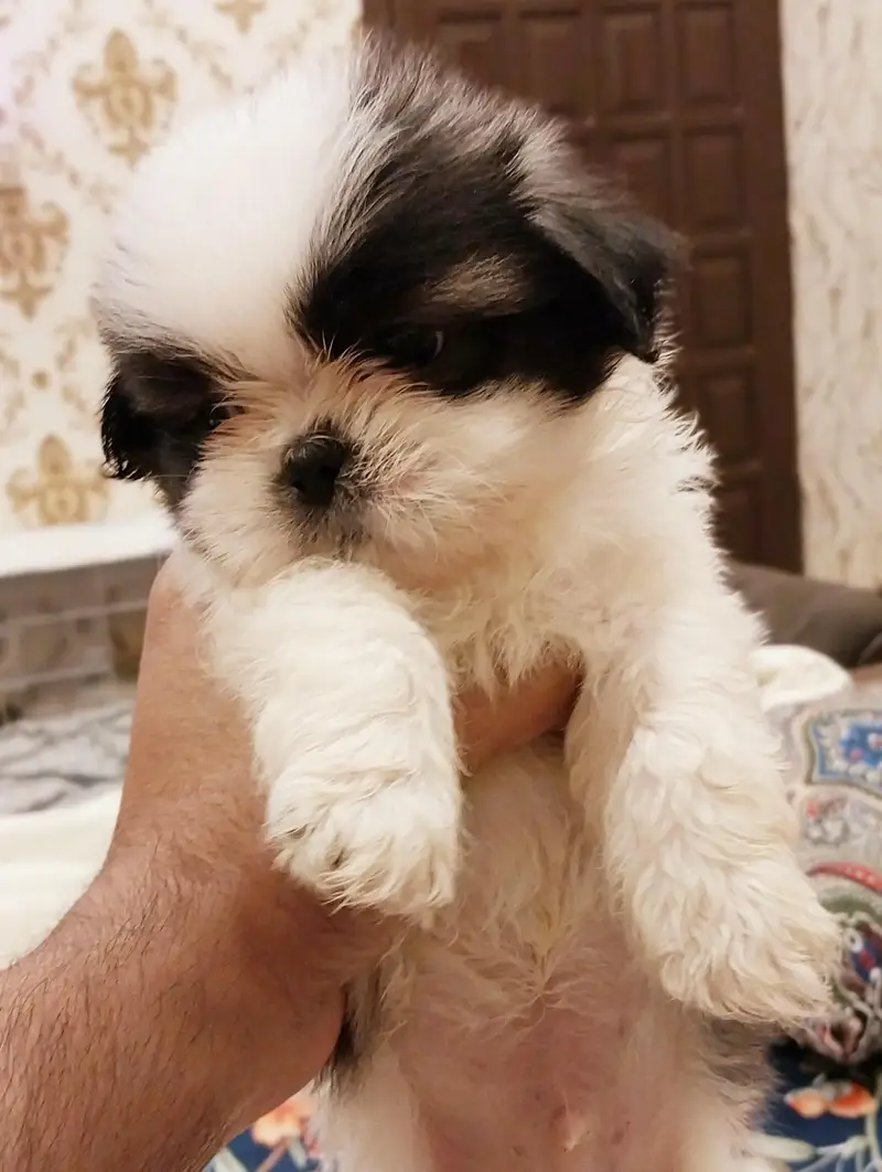 SHITZU PUPPIES DOG FOR SALE | PURE FLUFFY & HEALTHY — photo 2