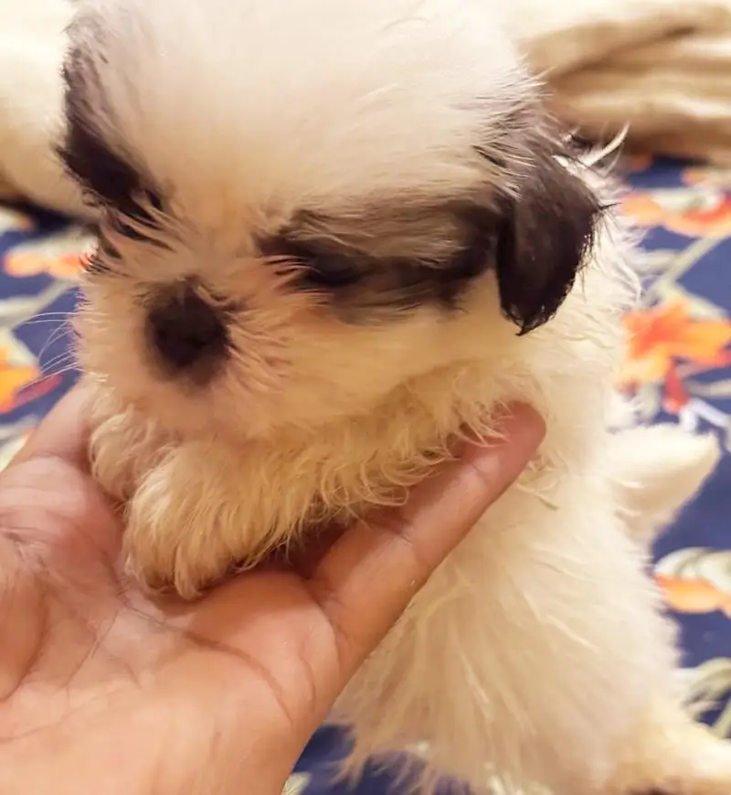 SHITZU PUPPIES DOG FOR SALE | PURE FLUFFY & HEALTHY — photo 3