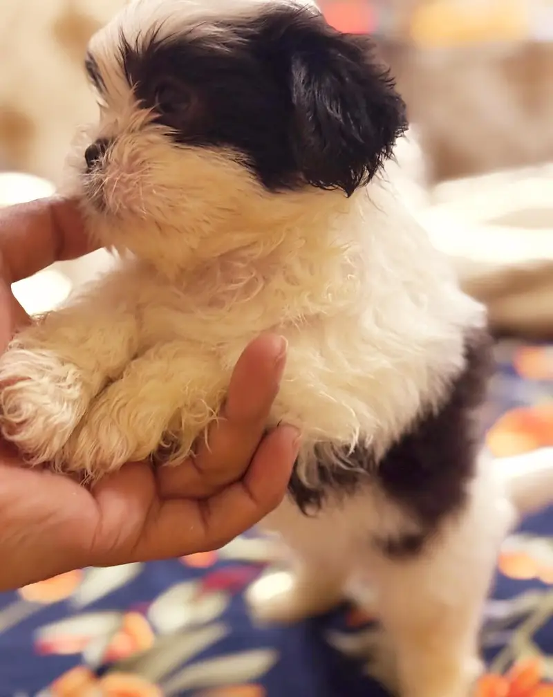 SHITZU PUPPIES DOG FOR SALE | PURE FLUFFY & HEALTHY — photo 4