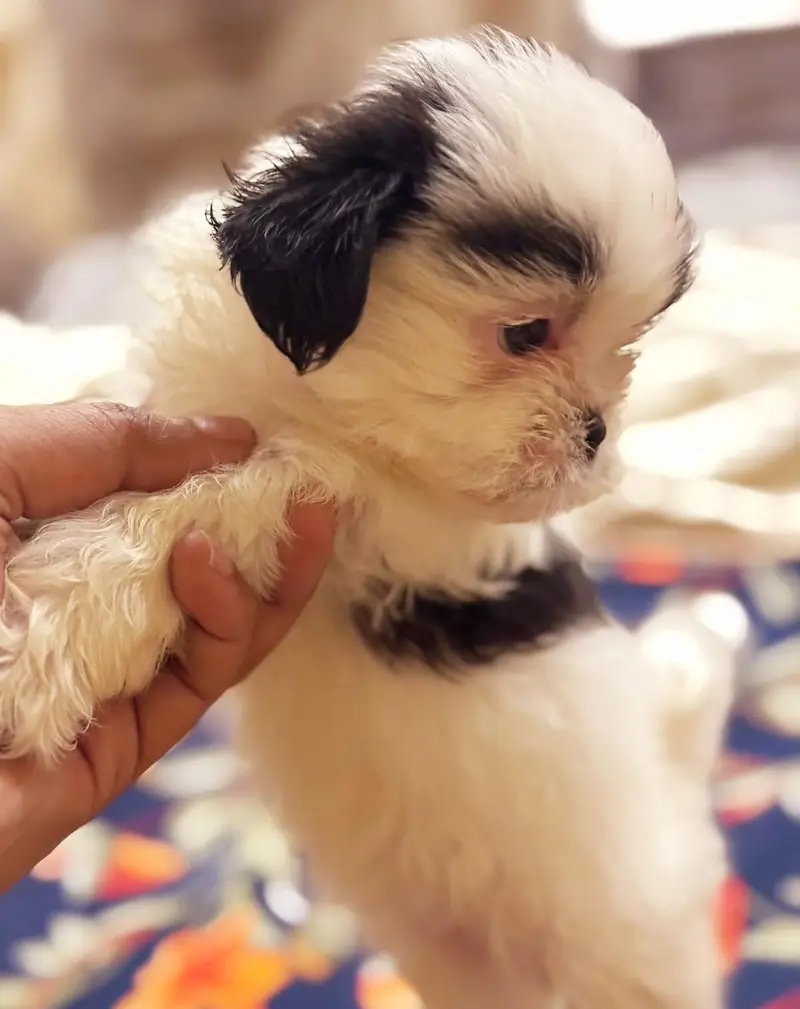 SHITZU PUPPIES DOG FOR SALE | PURE FLUFFY & HEALTHY — photo 5