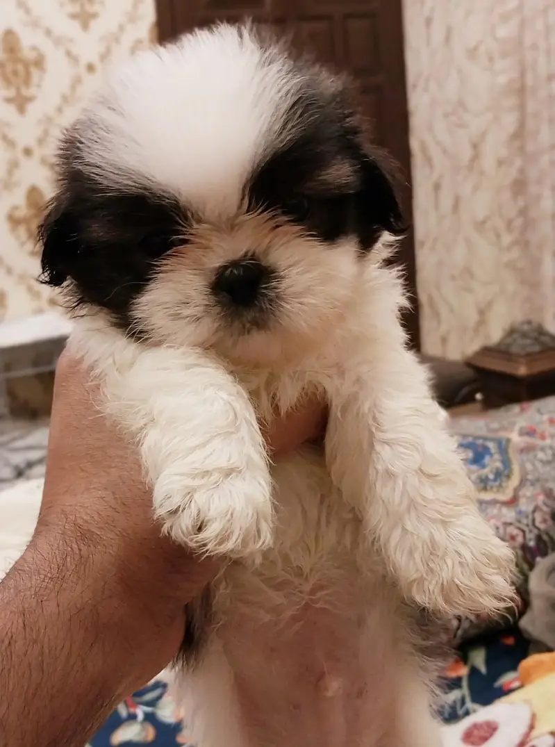 SHITZU PUPPIES DOG FOR SALE | PURE FLUFFY & HEALTHY — photo 6