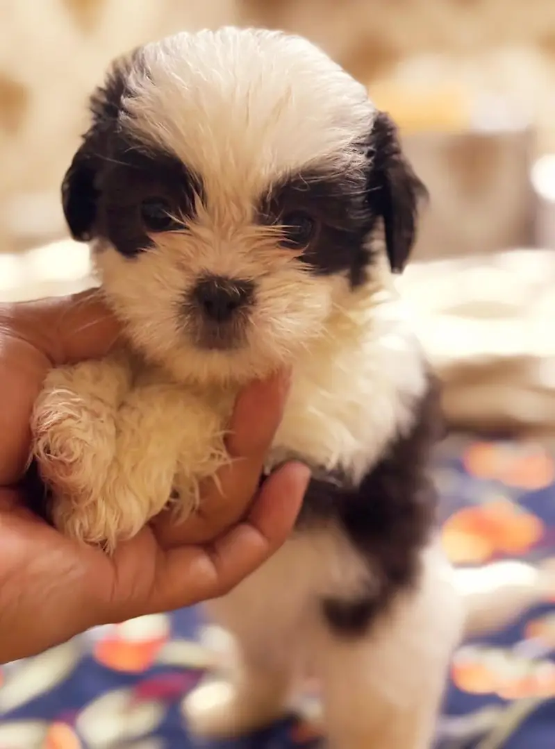 SHITZU PUPPIES DOG FOR SALE | PURE FLUFFY & HEALTHY — photo 7