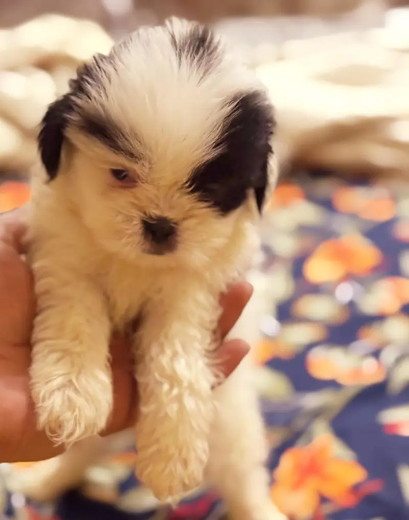 SHITZU PUPPIES DOG FOR SALE | PURE FLUFFY & HEALTHY — photo 8