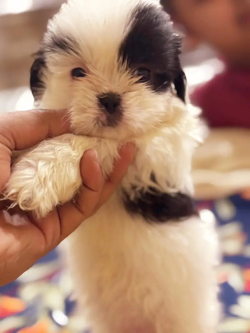 SHITZU PUPPIES DOG FOR SALE | PURE FLUFFY & HEALTHY — photo 9