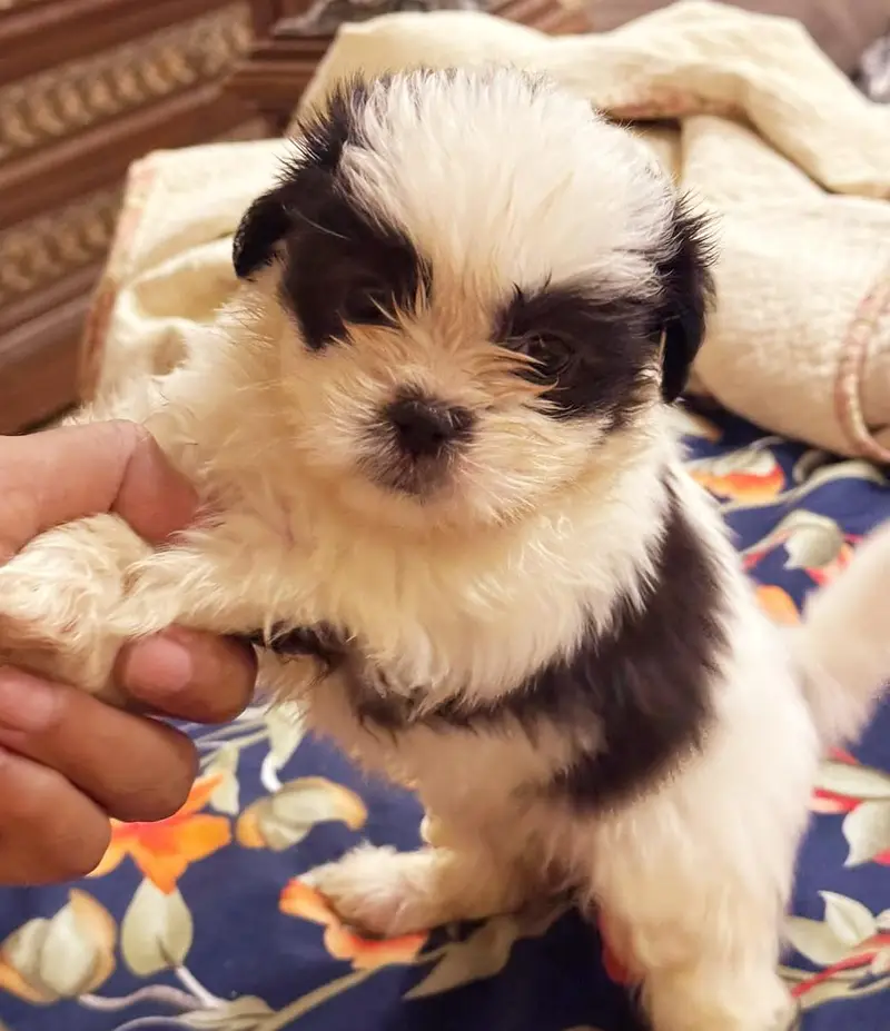 SHITZU PUPPIES DOG FOR SALE | PURE FLUFFY & HEALTHY — photo 10