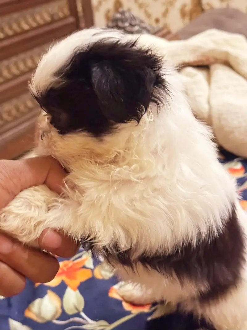 SHITZU PUPPIES DOG FOR SALE | PURE FLUFFY & HEALTHY — photo 11
