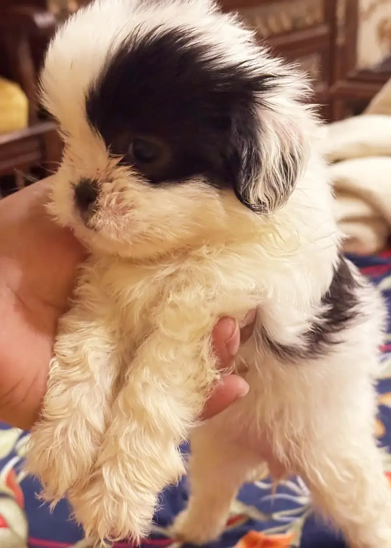 SHITZU PUPPIES DOG FOR SALE | PURE FLUFFY & HEALTHY — photo 12