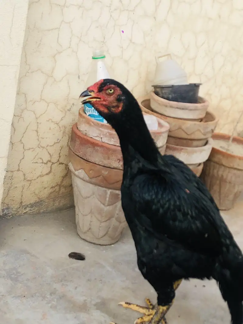 for sale band gadi — photo 2