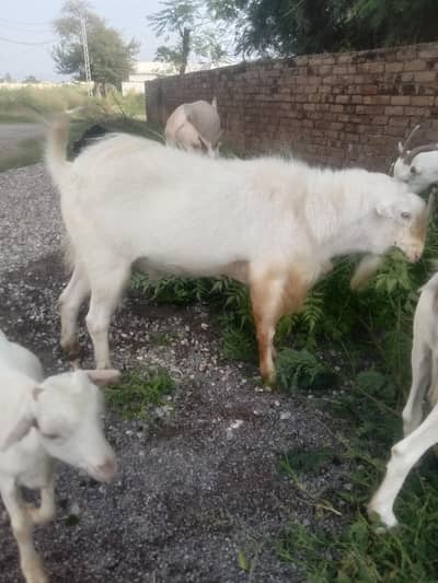 tedi goats baby