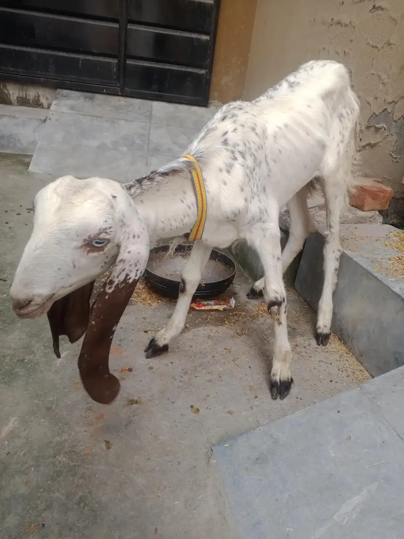 Bakry urgent sale