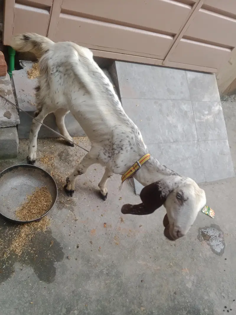 Bakry urgent sale — photo 3