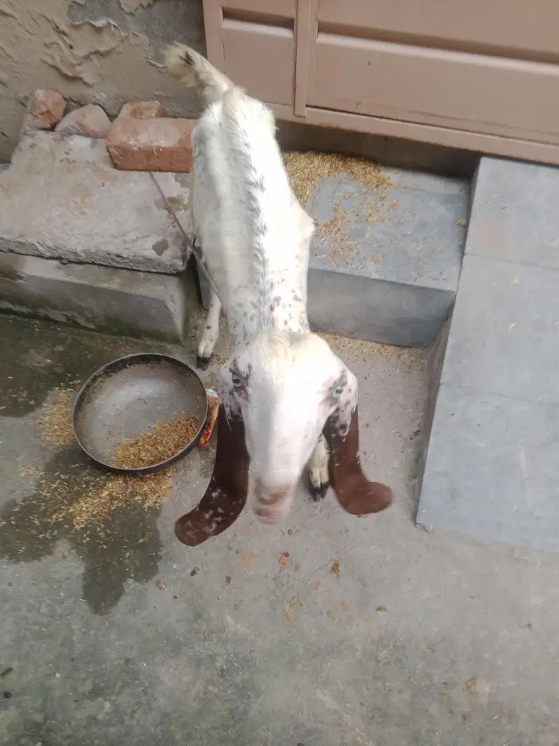 Bakry urgent sale — photo 4