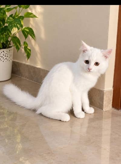 Beautiful Persian Cat for Sale – Healthy & Cute