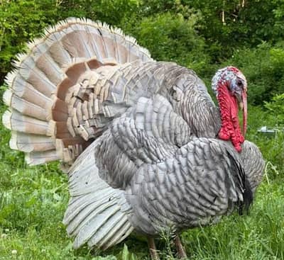 Turkey Birds