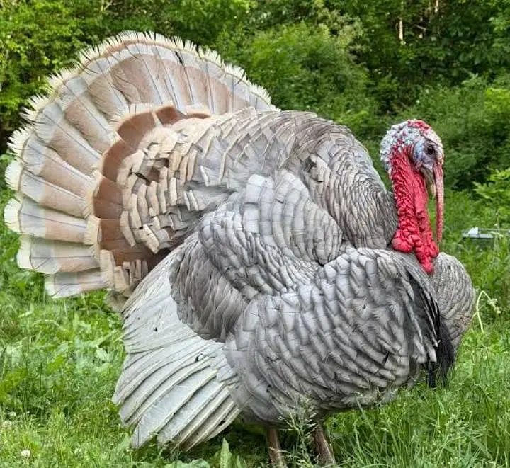 Turkey Birds