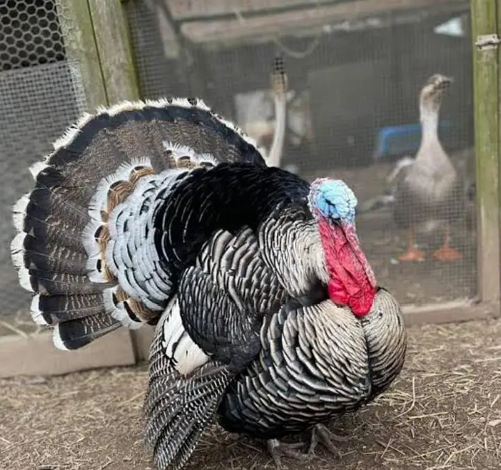 Turkey Birds — photo 2
