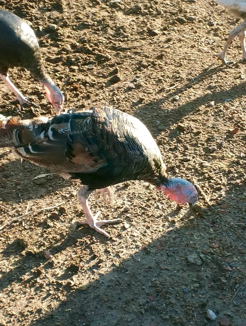 Turkey Birds — photo 4