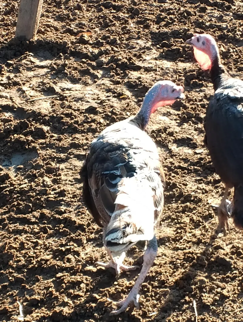 Turkey Birds — photo 5
