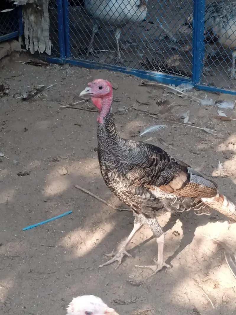 Turkey Birds — photo 6