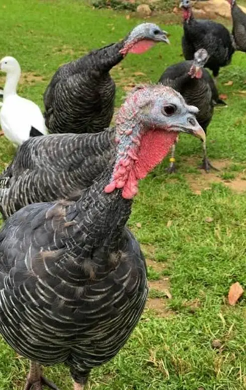 Turkey Birds — photo 7