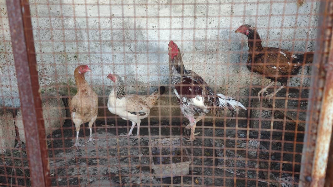 pair n plus two hens 0