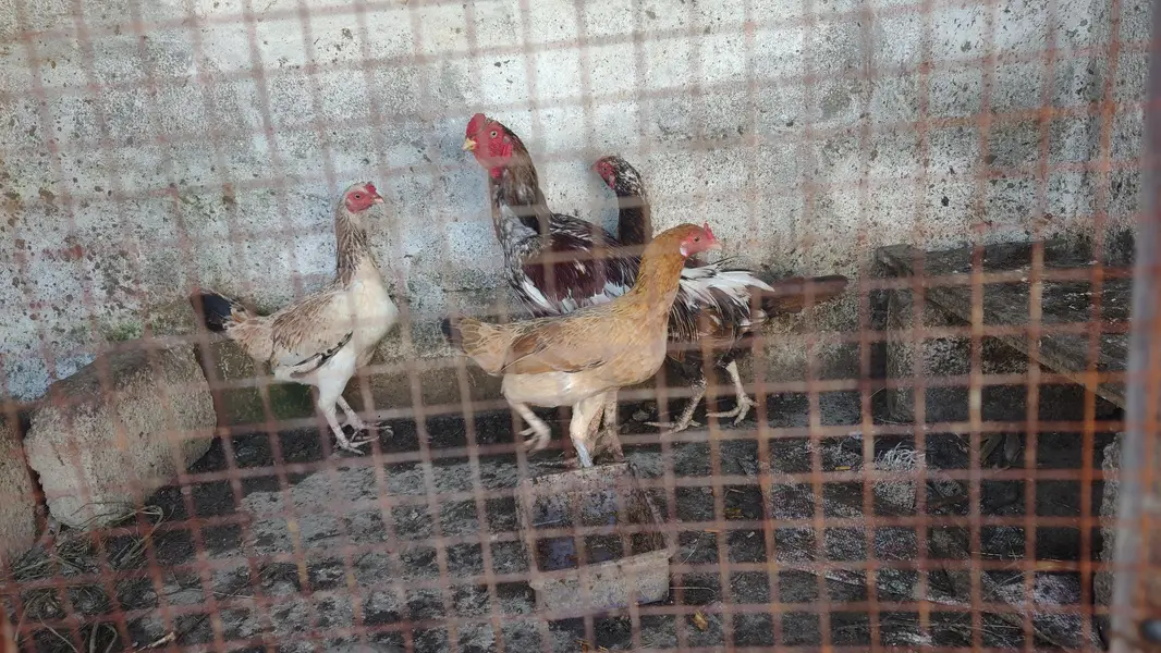 pair n plus two hens — photo 2