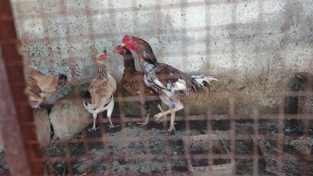 pair n plus two hens 2