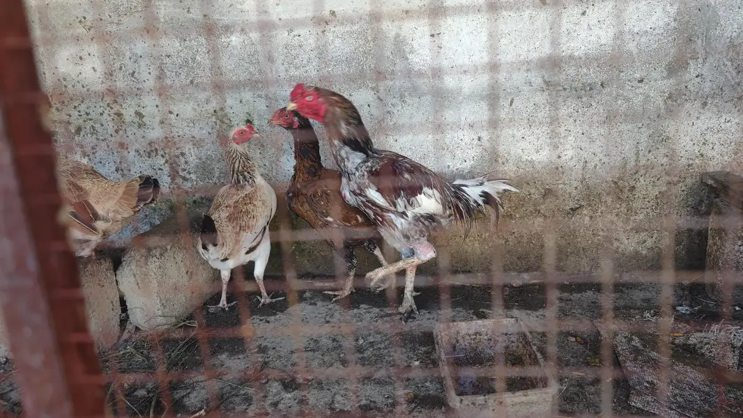 pair n plus two hens — photo 3